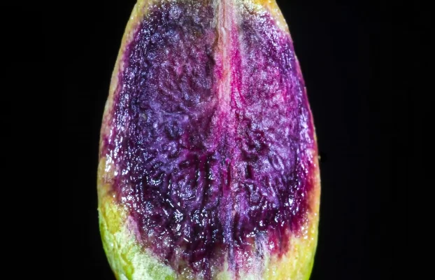 Macro Pistachio